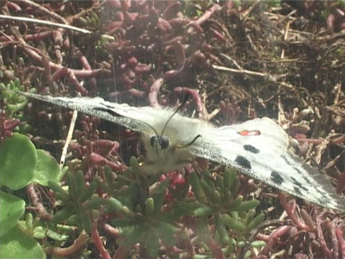 Roter Apollo ( Parnassius apollo ), hinter Glas in einer Aufzuchtvoliere : Schmetterlingsparadies Langschlägerwald im Waldviertel, Niederösterreich, 08.07.2007